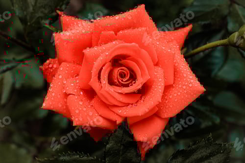 Preview: Pink red roses in a local rose garden. Floral natural festival background. Beautiful flowers.