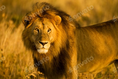 Preview: A majestic, wild lion stands in Africa during the golden hour