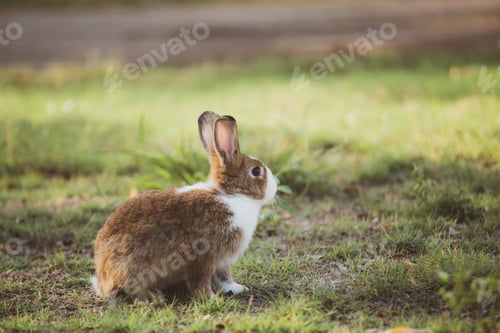 Preview: cute animal pet rabbit or bunny white or brown color for easter in natural easter celebration