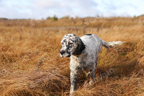 Preview: Walking dog