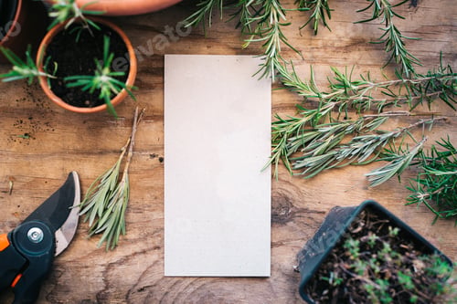 Preview: Plant cuttings