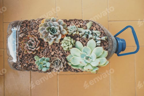 Preview: Recycled pot full of succulent plants