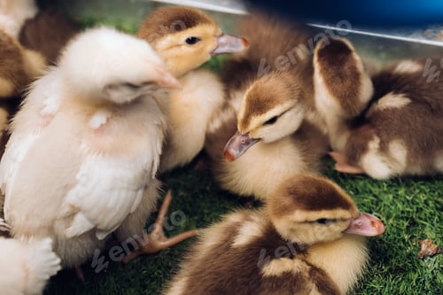 Preview: Little chickens and ducklings bask in the sun on the grass