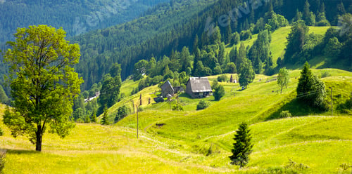 Preview: Green tree standing in blue mountains and shepherds houses on green pasture