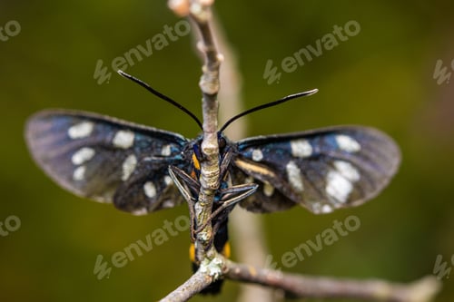 Preview: Closeup shot of a nine-spotted moth or yellow belted burnet. Amata phegea.