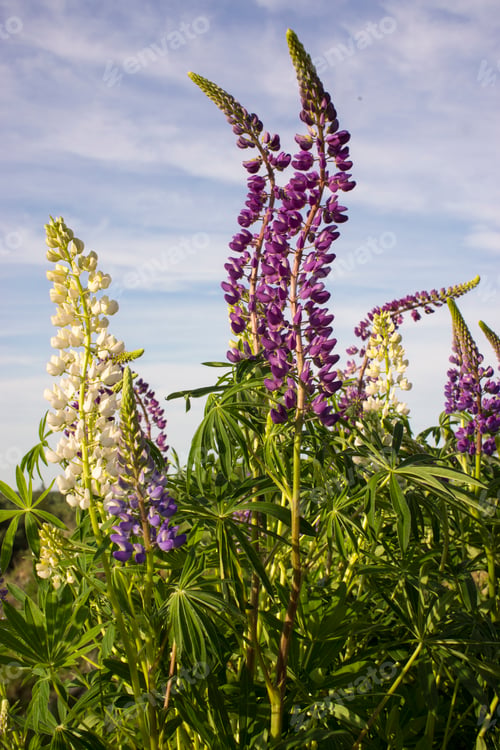 Preview: Close up of lupine flowers in lights of the evening sun.