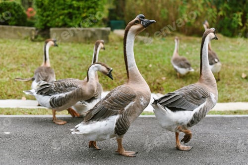 Preview: Goose flock in the garden, Geese feeding on green meadows in summertime.