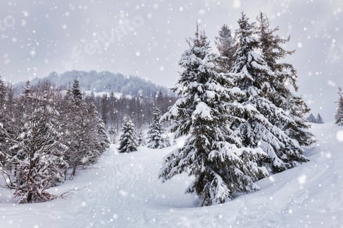 Preview: Snowy Winter Scene With Evergreen Trees and Tracks