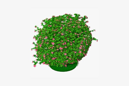 Preview: Flowering shrub in a pot