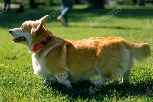 Preview: cute corgi dog walking in the park playing in nature and running animals on a walk summer tongue out