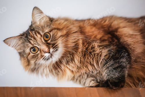 Preview: Funny Fluffy Tabby Cat Looking Down with Curious Expression