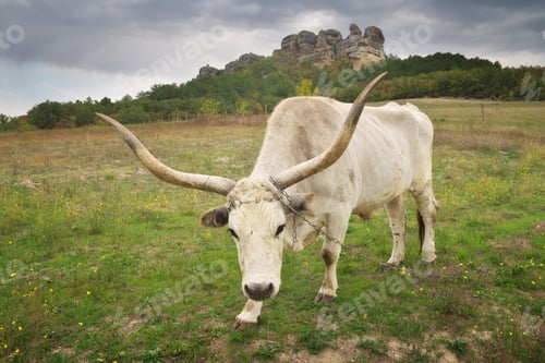 Preview: Big white bull with big horns.