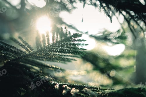 Preview: Dark green pine branches and leaves in the morning