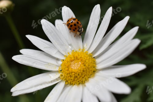 Preview: African Orange Ladybug