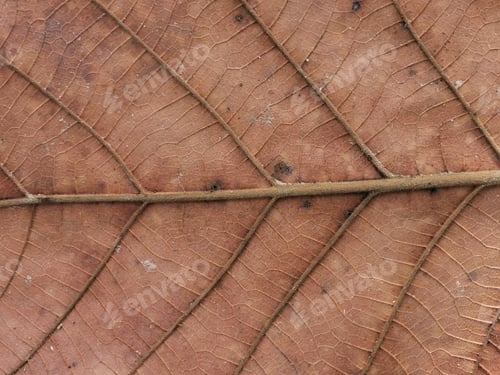 Preview: Close up image dried brown leaf texture.