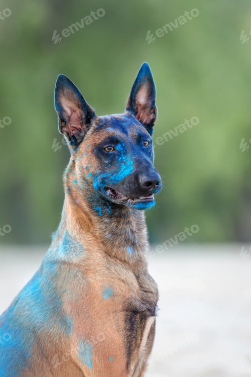 Preview: Belgian Shepherd dog playing on the beach with holi colors. Holi festival. Dog holi photo. Malinois