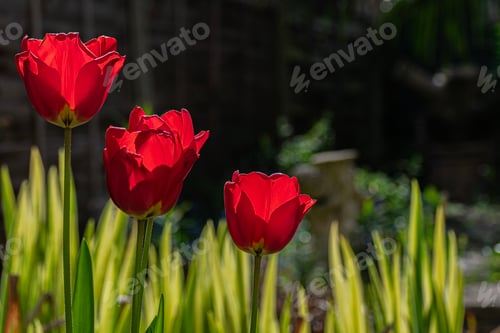 Preview: Red tulips bloom in the spring in the home garden with a home background