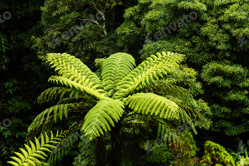 Preview: Parque Natural da Ribeira dos Caldeiroes in Sao Miguel Island, Azores