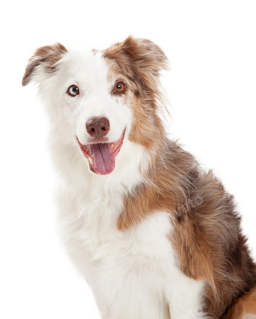 Preview: Head Shot of Border Collie Dog