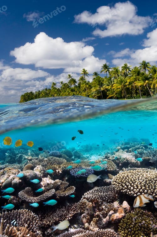 Preview: Tropical Reef - Cook Islands - South Pacific