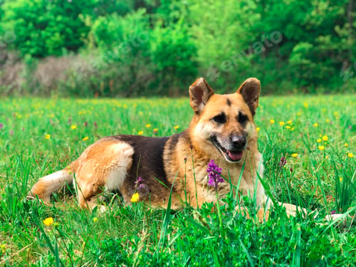 Preview: Portrait of german shepherd dog in the park surrounded by green grass and colorful flowers in summer