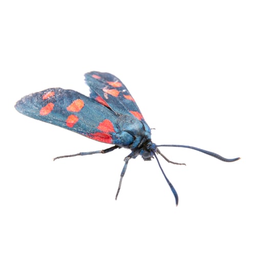 Preview: Striking Moth Close-Up with Red Spots on Blue Wings