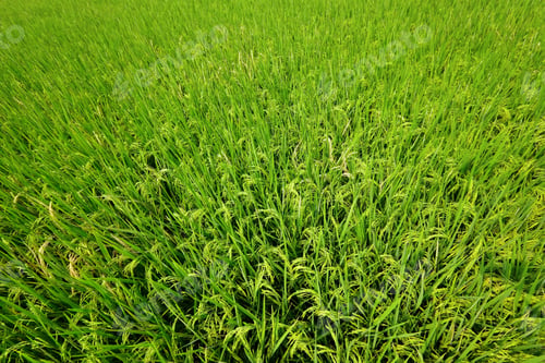 Preview: Paddy Rice