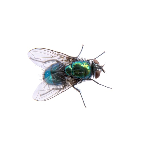 Preview: Green fly on a black background