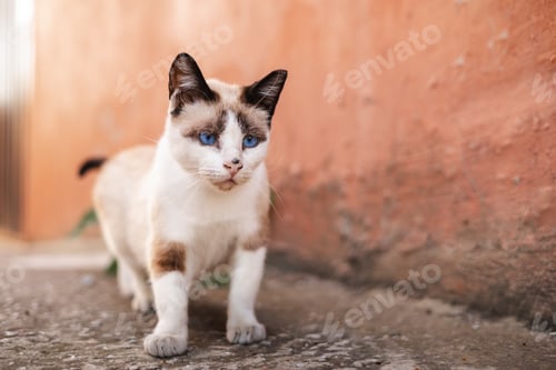 Preview: Blue eyed kitty on salmon background, copyspace