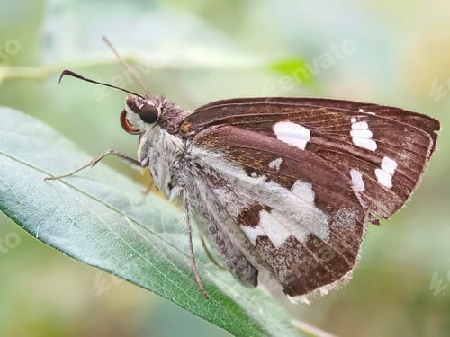 Preview: Butterfly
