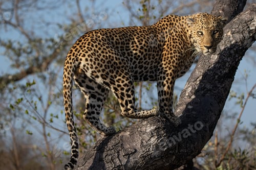 Preview: A leopard, Panthera pardus, climbs a tree and looks behind, direct gaze.