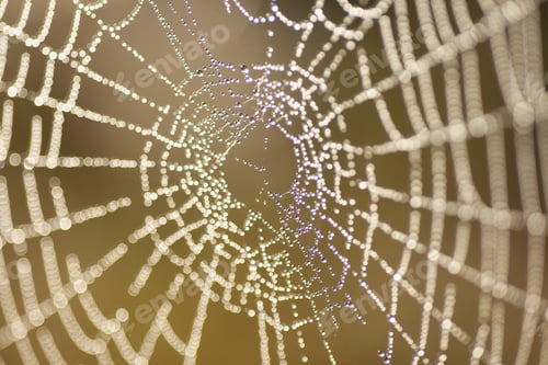 Preview: Selective focus shot of spider web with water droplets