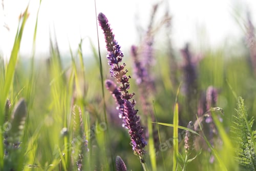 Preview: Purple flowers at sunset