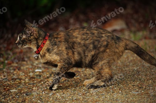Preview: cat cute nice animal happiness hug looking
