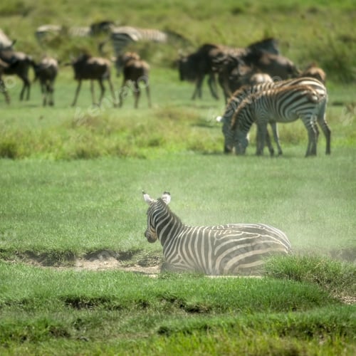 Preview: herd of zebra in the Serengeti