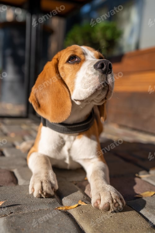Preview: Beautiful and funny beagle puppy dog lies on the street near a cafe urban background. Cute dog