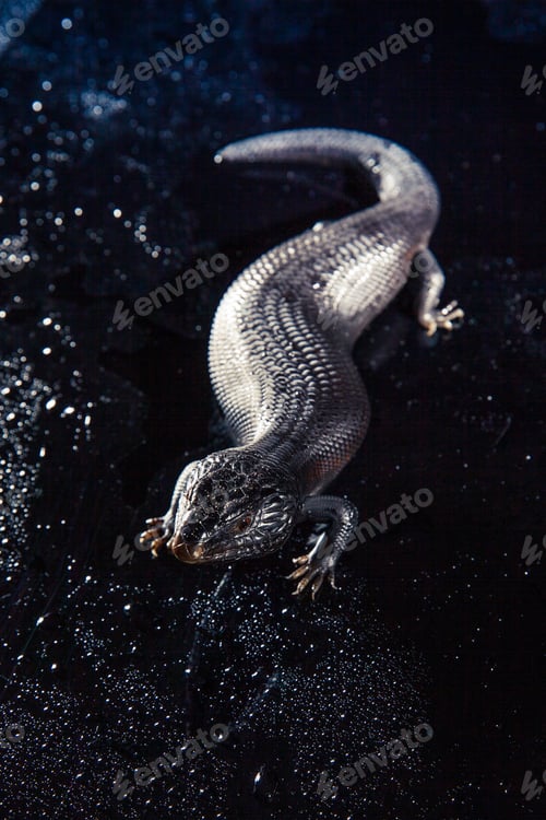 Preview: Black blue tongued lizard in wet dark shiny environement