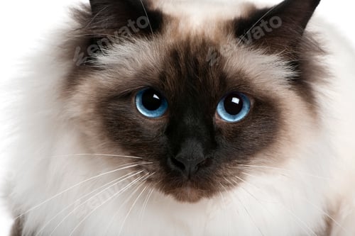 Preview: close up of a Birman (2 years old)