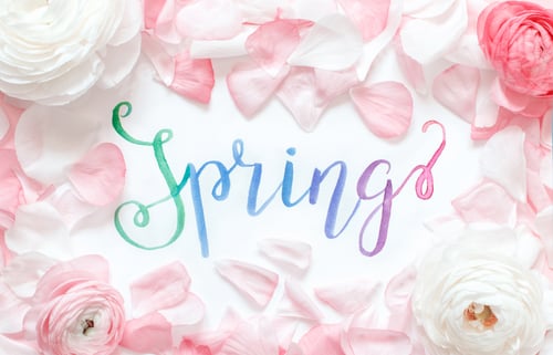 Preview: Brush lettering SPRING and pink ranunculus flowers and petals