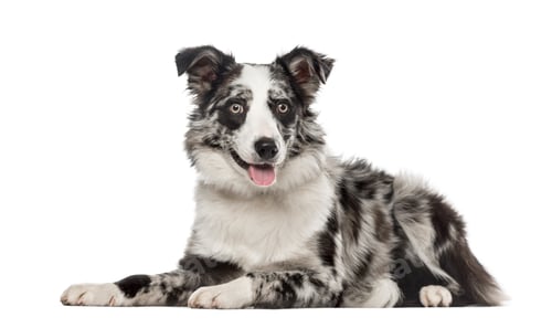 Preview: Border Collie lying and panting, 7 months old, isolated on white