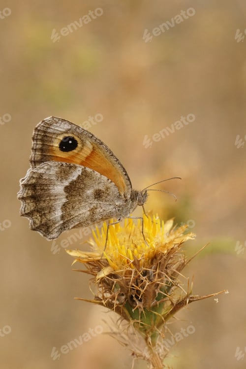 Preview: Closeup on a Southern Gatekeeper butterfly, Pyronia cecilia, with closed wings on a yellow thistle