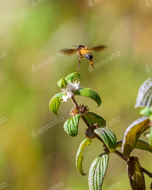 Preview: Bee hover over the wildflowers to gather nectar and pollen.