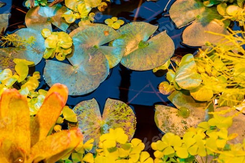 Preview: leafs of water lilly victoria cruziana on tropical pond water surface f
