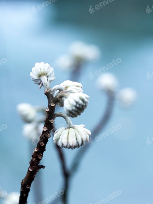 Preview: Winter white flower