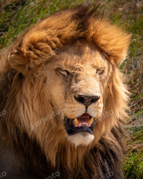 Preview: Close-up shot of a lion yawning, with its mouth wide open and its mane visible in the frame