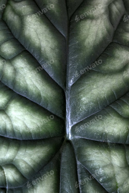Preview: Close Up Of Leaf Pattern Of An Exotic `Alocasia Baginda Cuprea Dragon Scale` House Plant Background