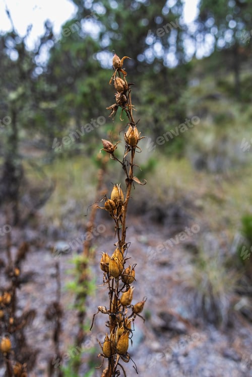Preview: Assortment of plants adorned with vibrant yellow blossoms, Nevado de Colima National Park