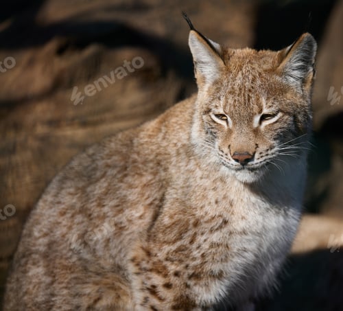 Preview: Portrait of a lynx in the sun