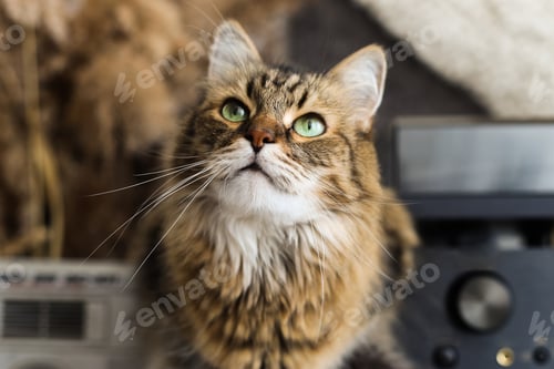 Preview: Cute tabby cat with green eyes sitting on rustic table and looking up