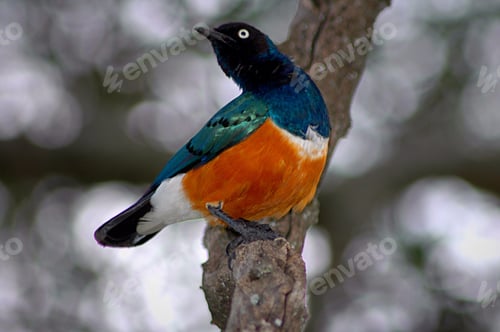 Preview: One of the many beautiful birds in Tanzania